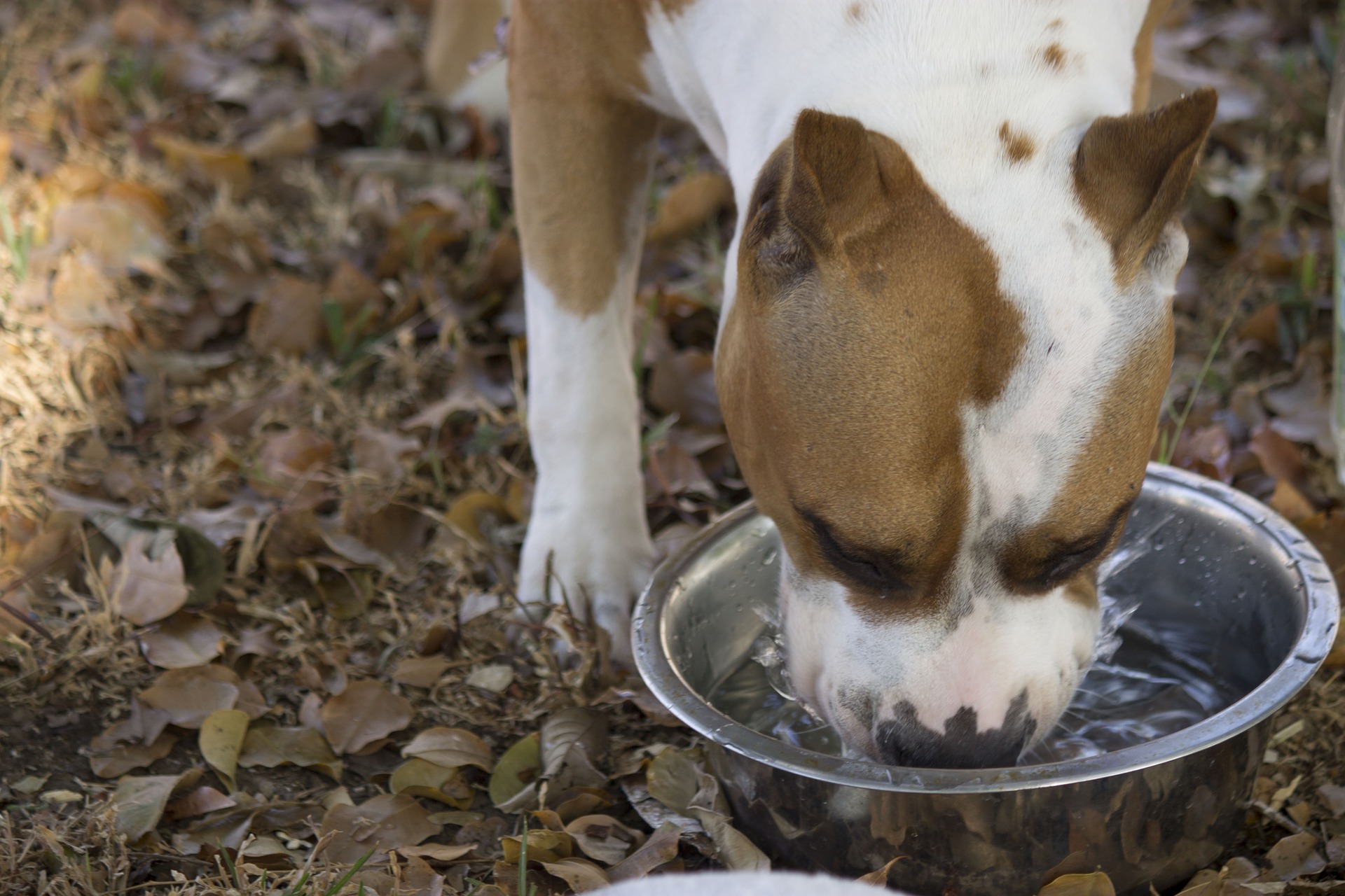 do dogs like ice water