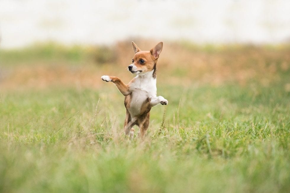 National Pet Wellness Month – Quinebaug Valley Veterinary Hospital