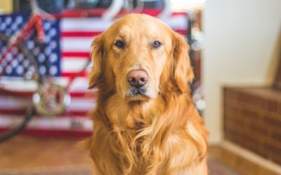 Pet Safety Tips for the 4th of July