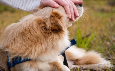 5 Easy Ways to Show You Love Your Pet