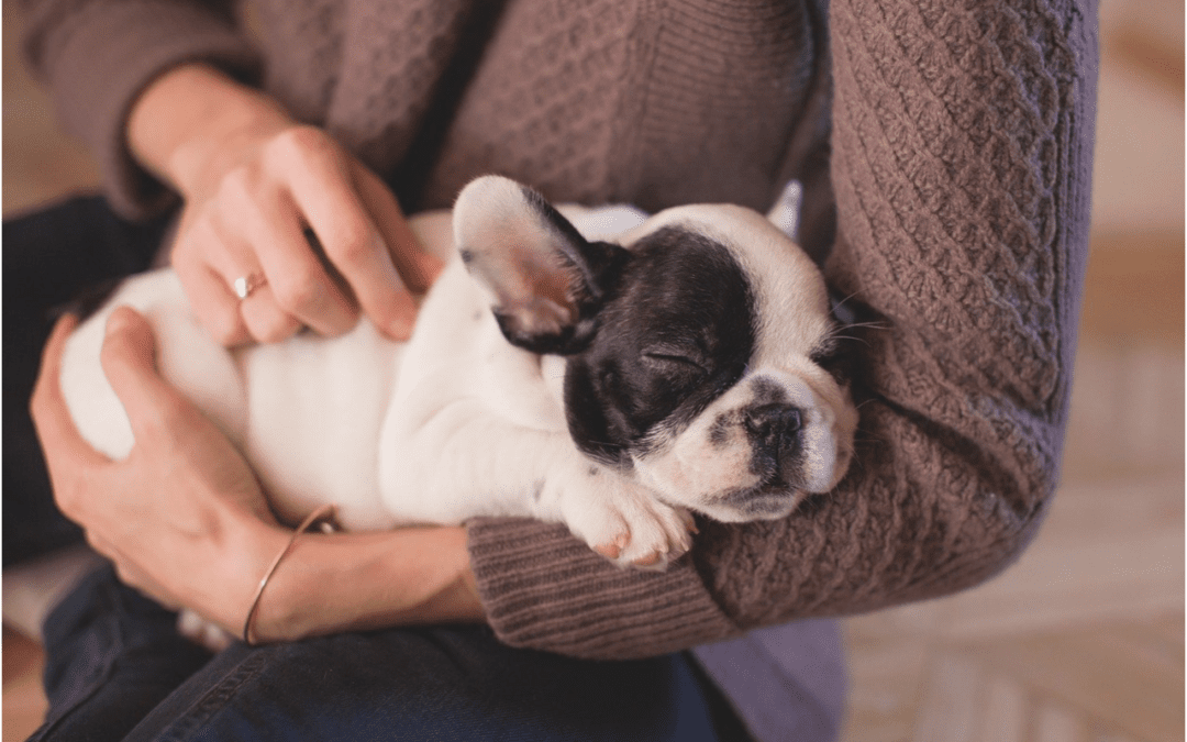 5 Tips to Prepare Your Pet Sitter for Your Pet