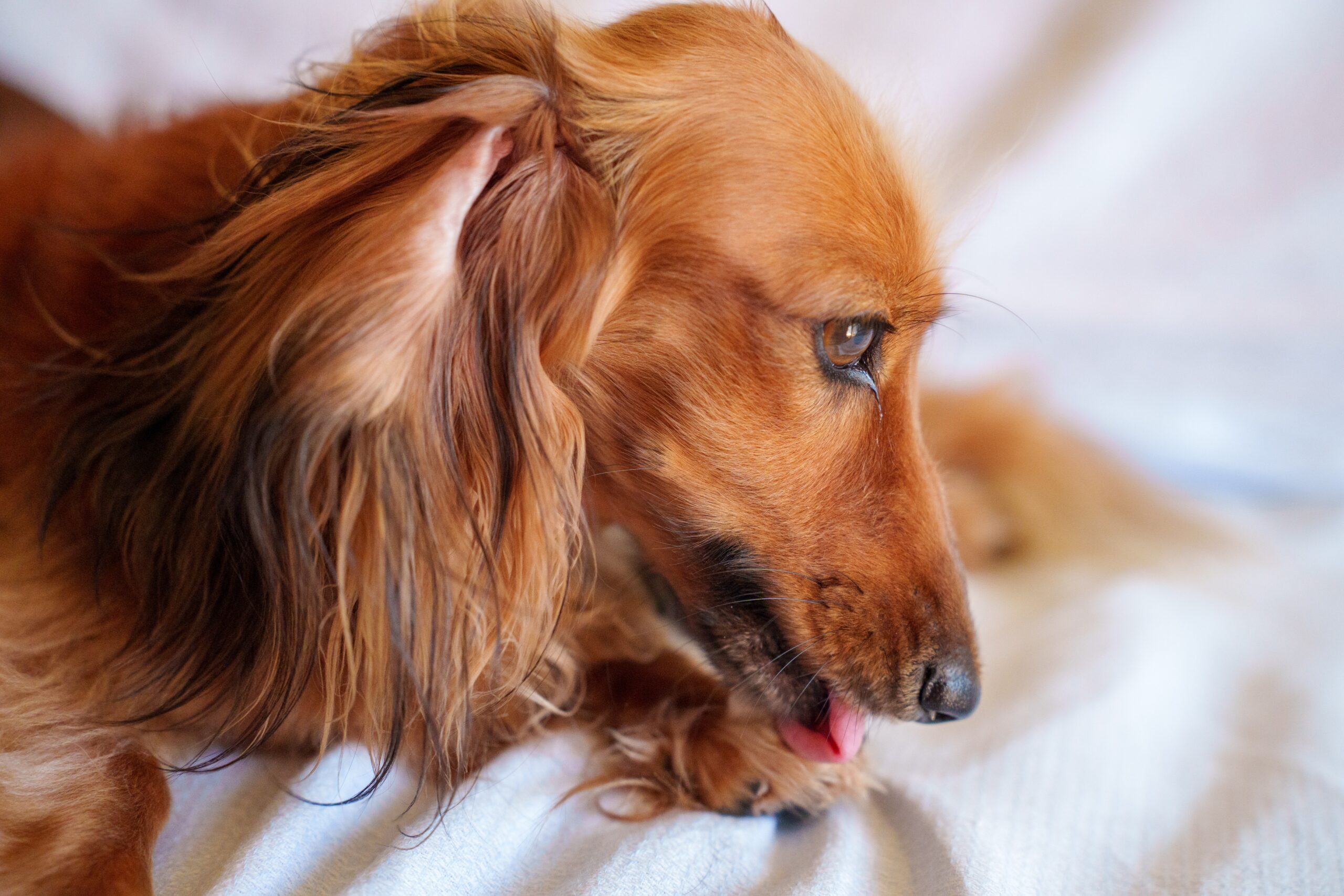 how-to-prevent-hot-spots-in-pets-quinebaug-valley-veterinary-hospital